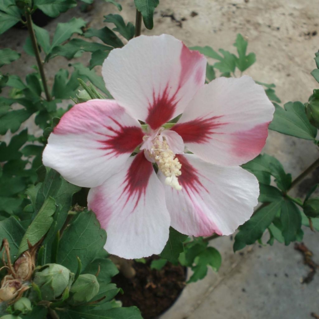 Hibisco-da-síria Hamabo - Hibiscus syriacus