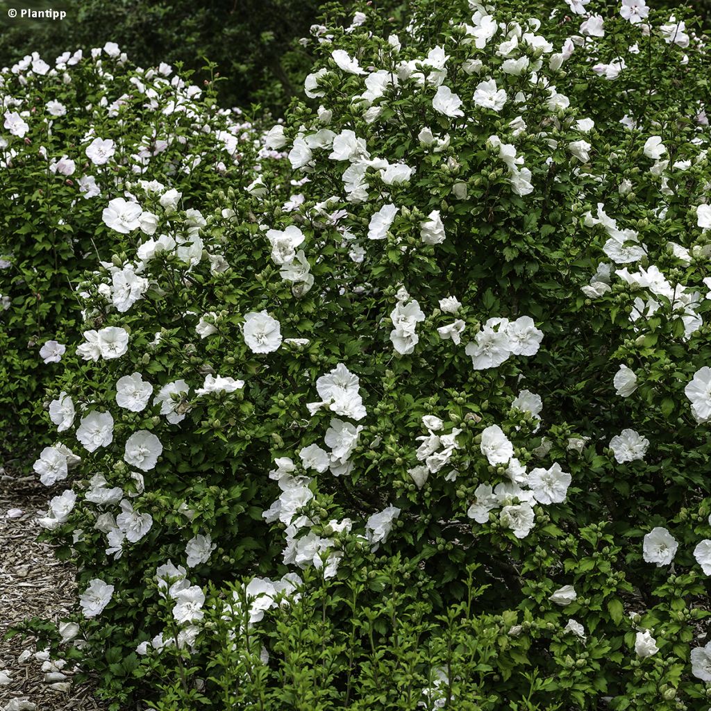 Hibisco-da-síria White Chiffon - Hibiscus syriacus