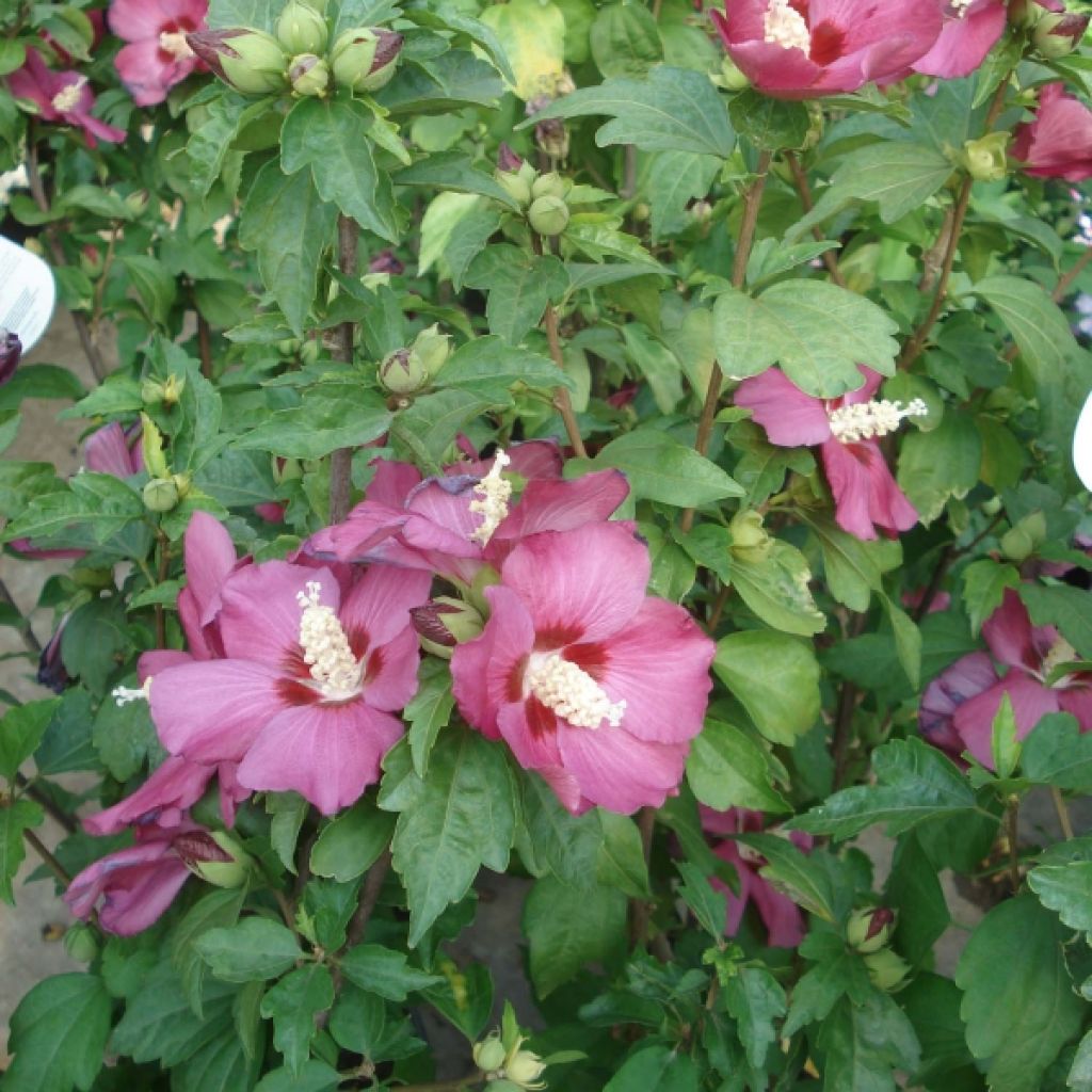 Hibisco-da-síria Woodbridge - Hibiscus syriacus