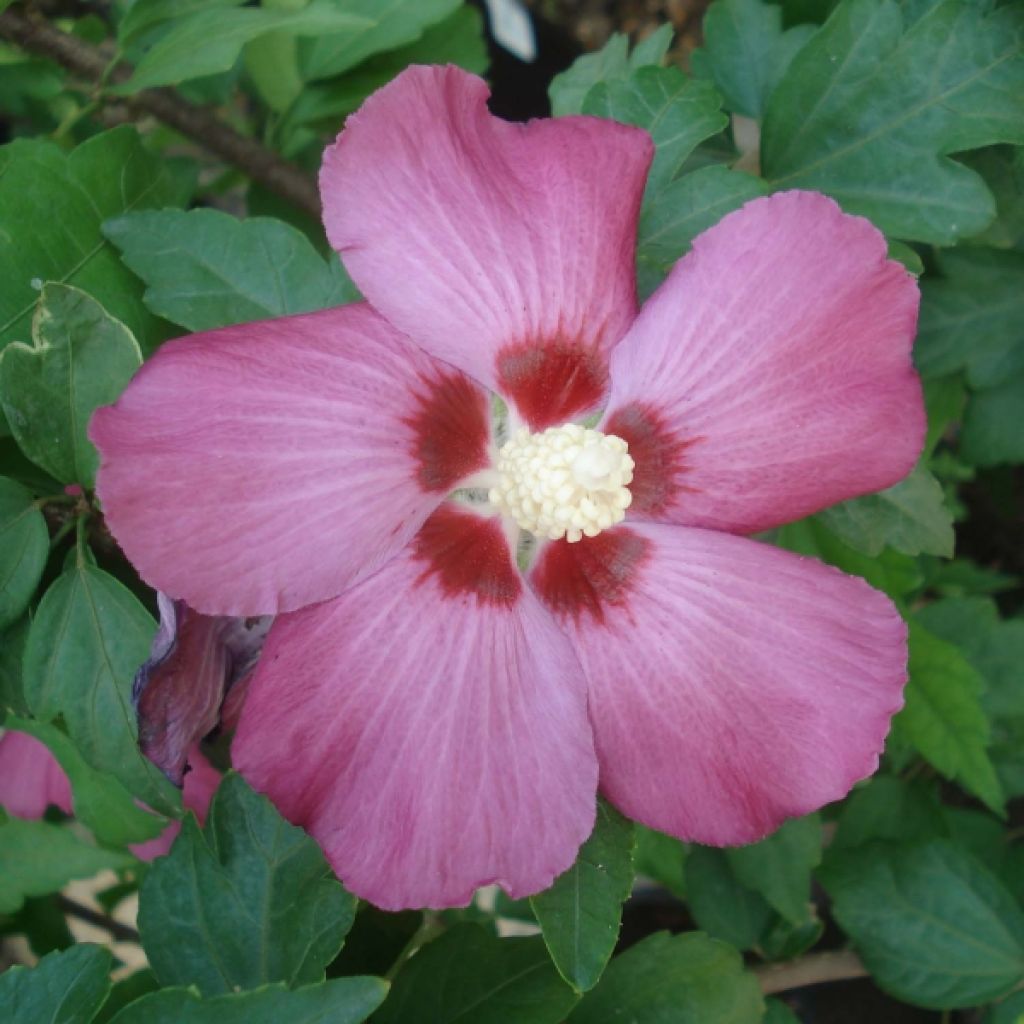 Hibisco-da-síria Woodbridge - Hibiscus syriacus