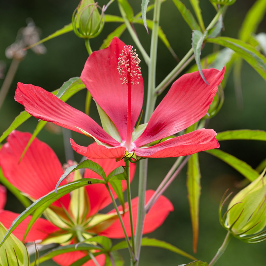 Hibiscus coccineus - Hibisco-escarlate