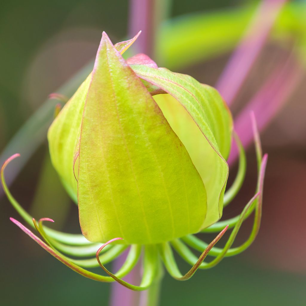 Hibiscus coccineus - Hibisco-escarlate