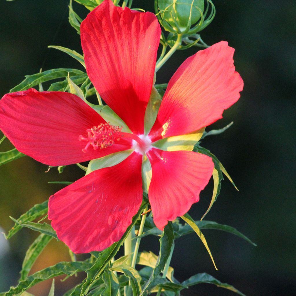 Hibiscus coccineus - Hibisco-escarlate