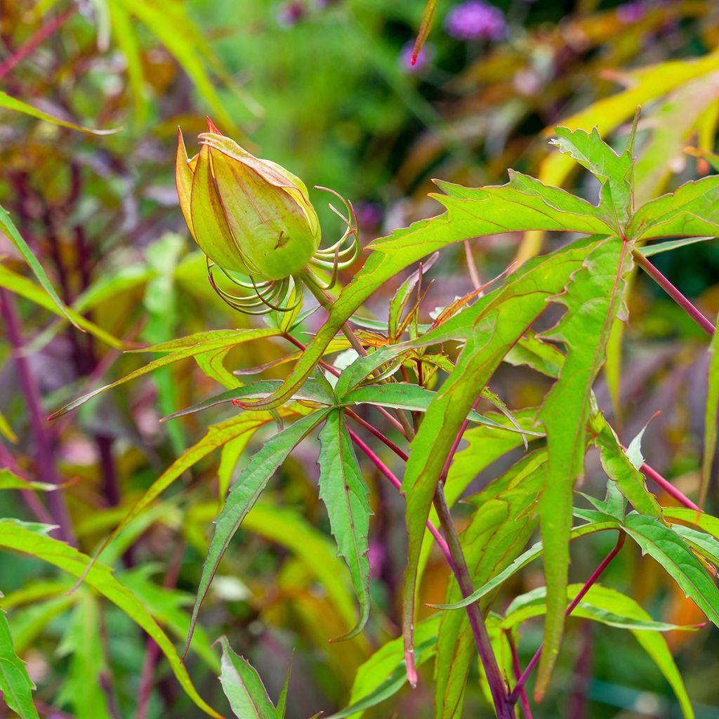 Hibiscus coccineus - Hibisco-escarlate