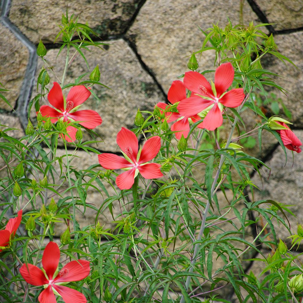 Hibiscus coccineus - Hibisco-escarlate