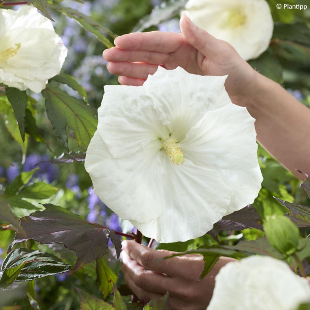 Hibisco-dos-pântanos Carousel Ghost - Hibiscus moscheutos
