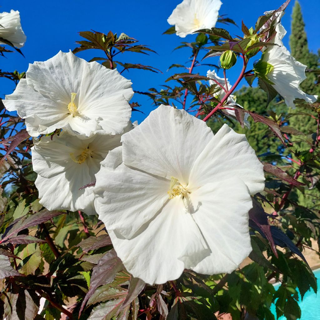 Hibisco-dos-pântanos Carousel Ghost - Hibiscus moscheutos