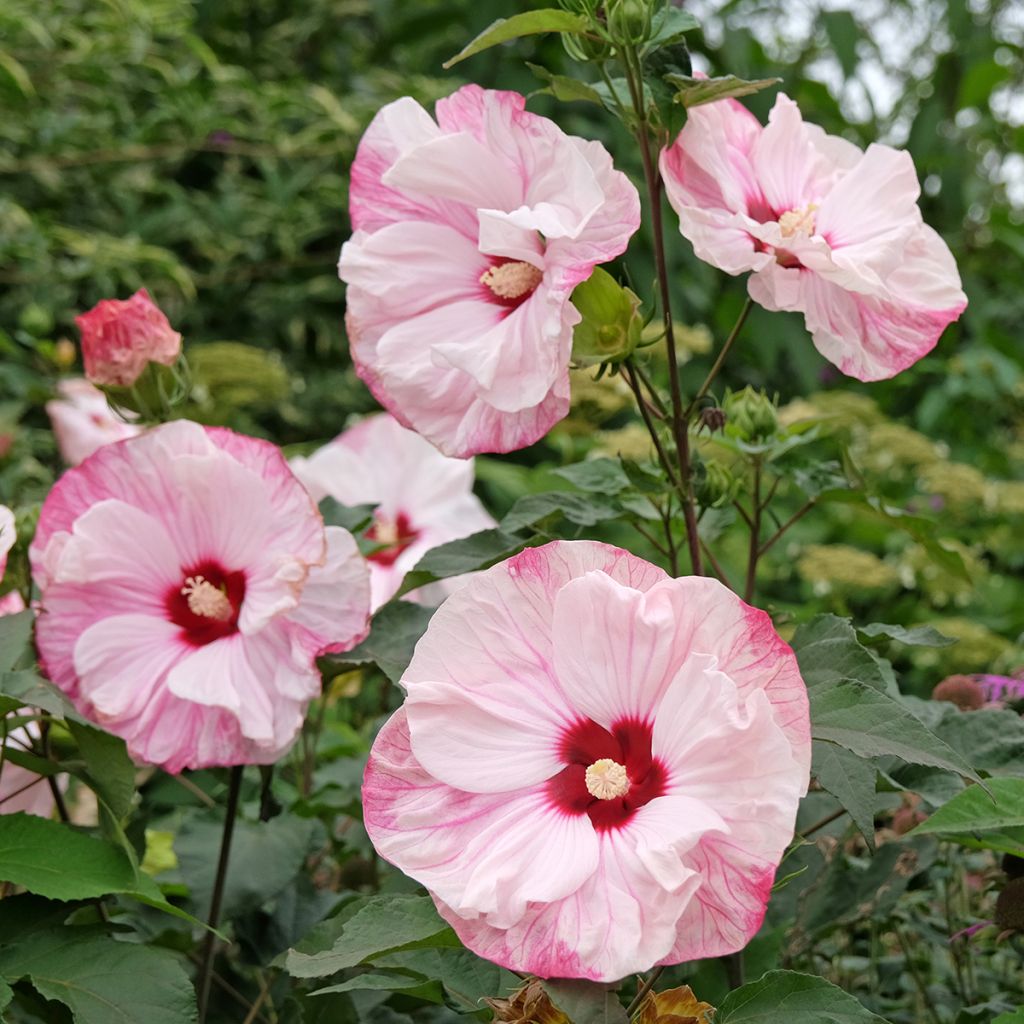Hibisco-dos-pântanos Cherry Cheesecake - Hibiscus moscheutos