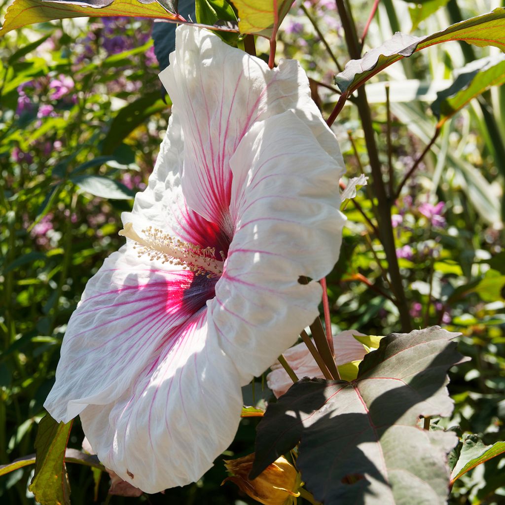 Hibisco-dos-pântanos Joli Coeur - Hibiscus moscheutos