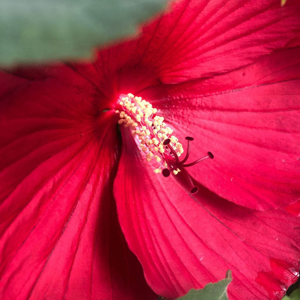 Hibisco-dos-pântanos Midnight Marvel - Hibiscus moscheutos