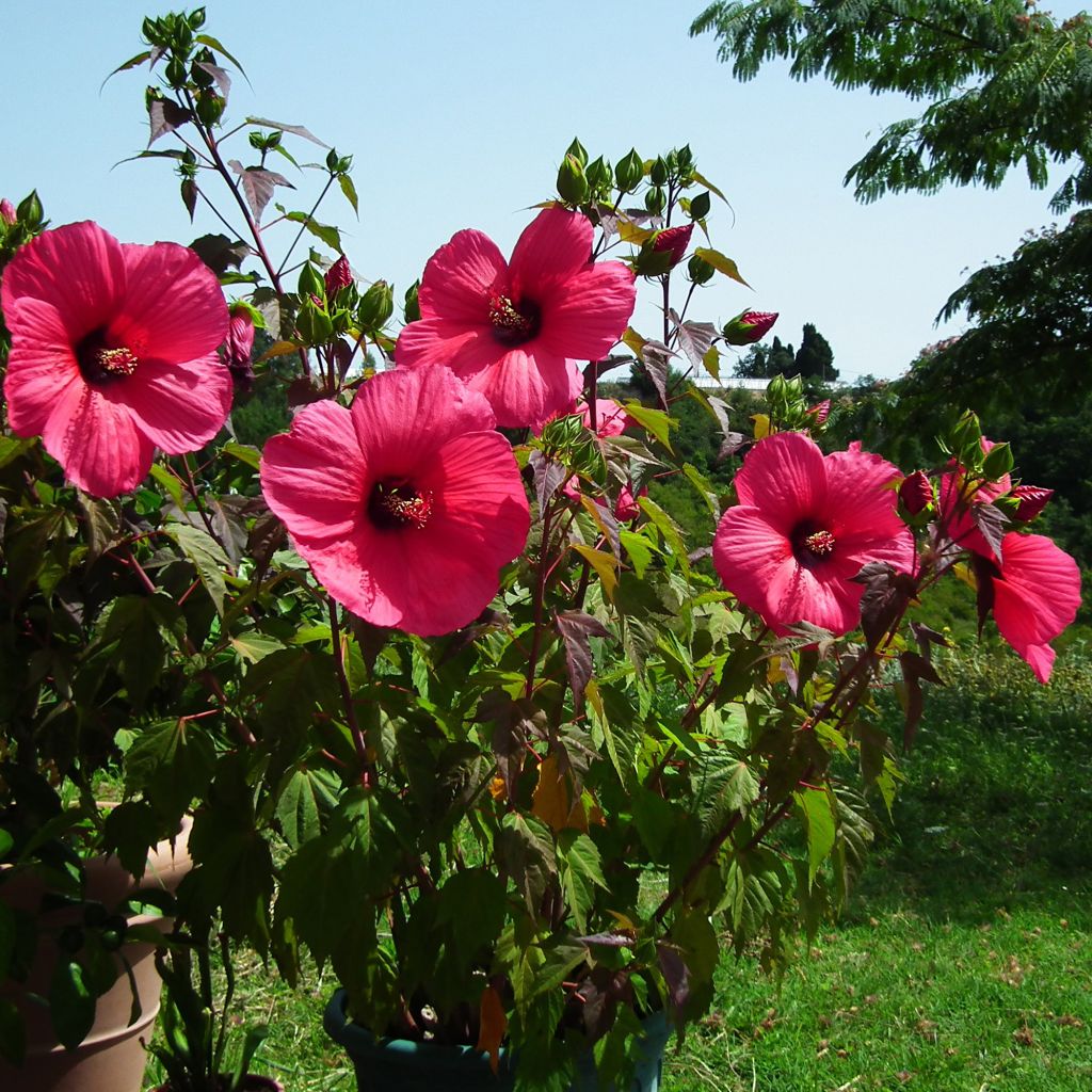 Hibisco-dos-pântanos PLANET Griotte - Hibiscus moscheutos