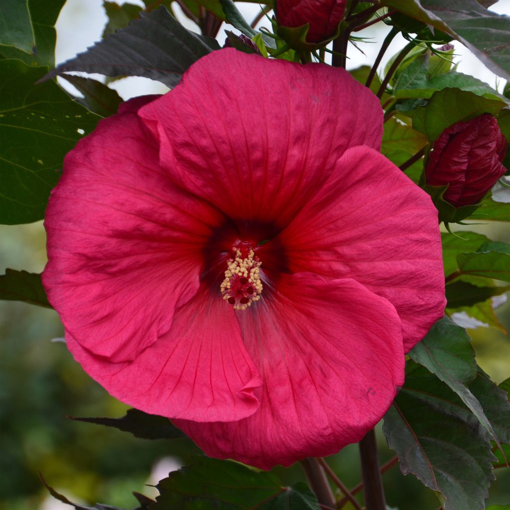 Hibisco-dos-pântanos PLANET Griotte - Hibiscus moscheutos