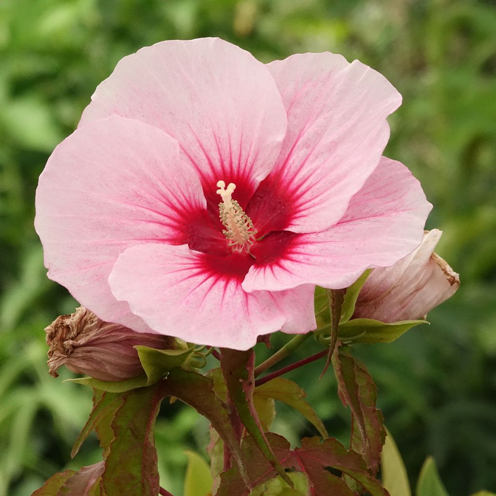 Hibisco-dos-pântanos Pink Candy - Hibiscus moscheutos