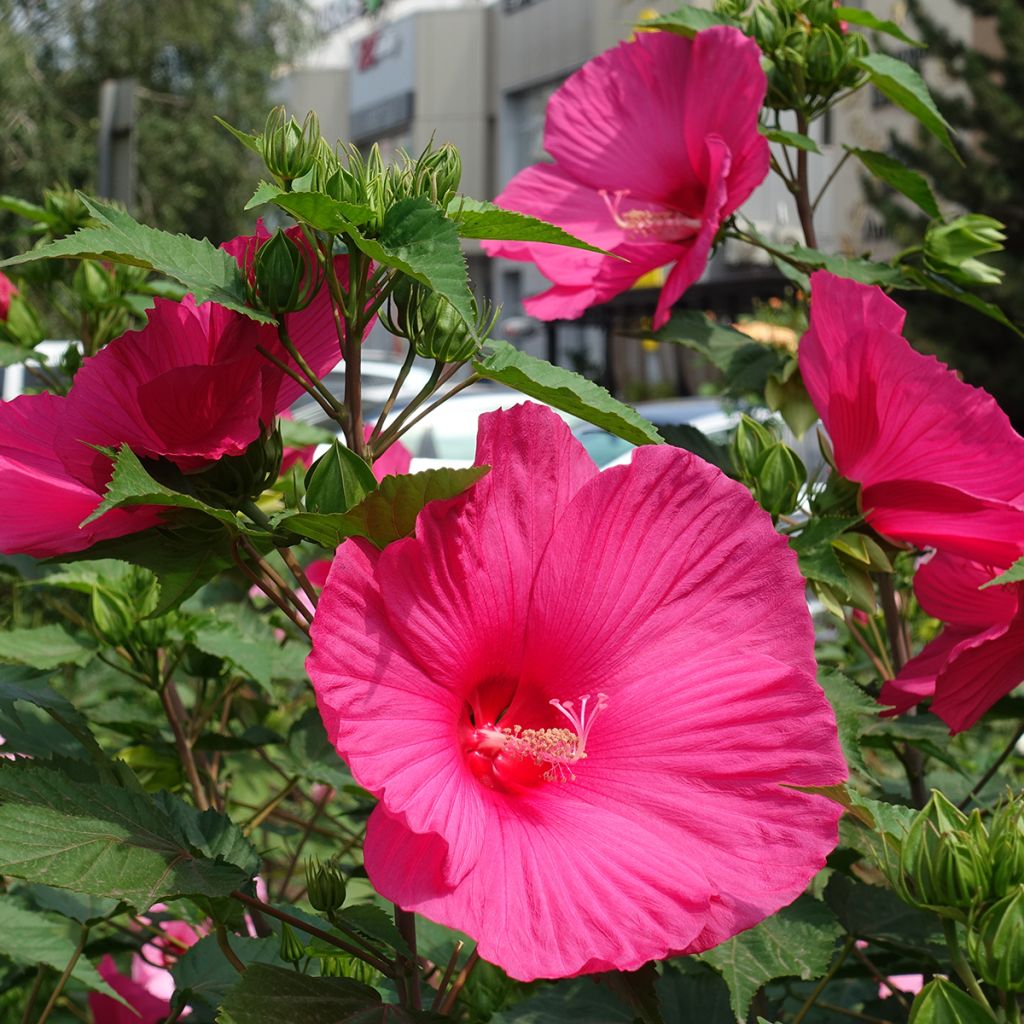Hibisco-dos-pântanos Rose - Hibiscus moscheutos