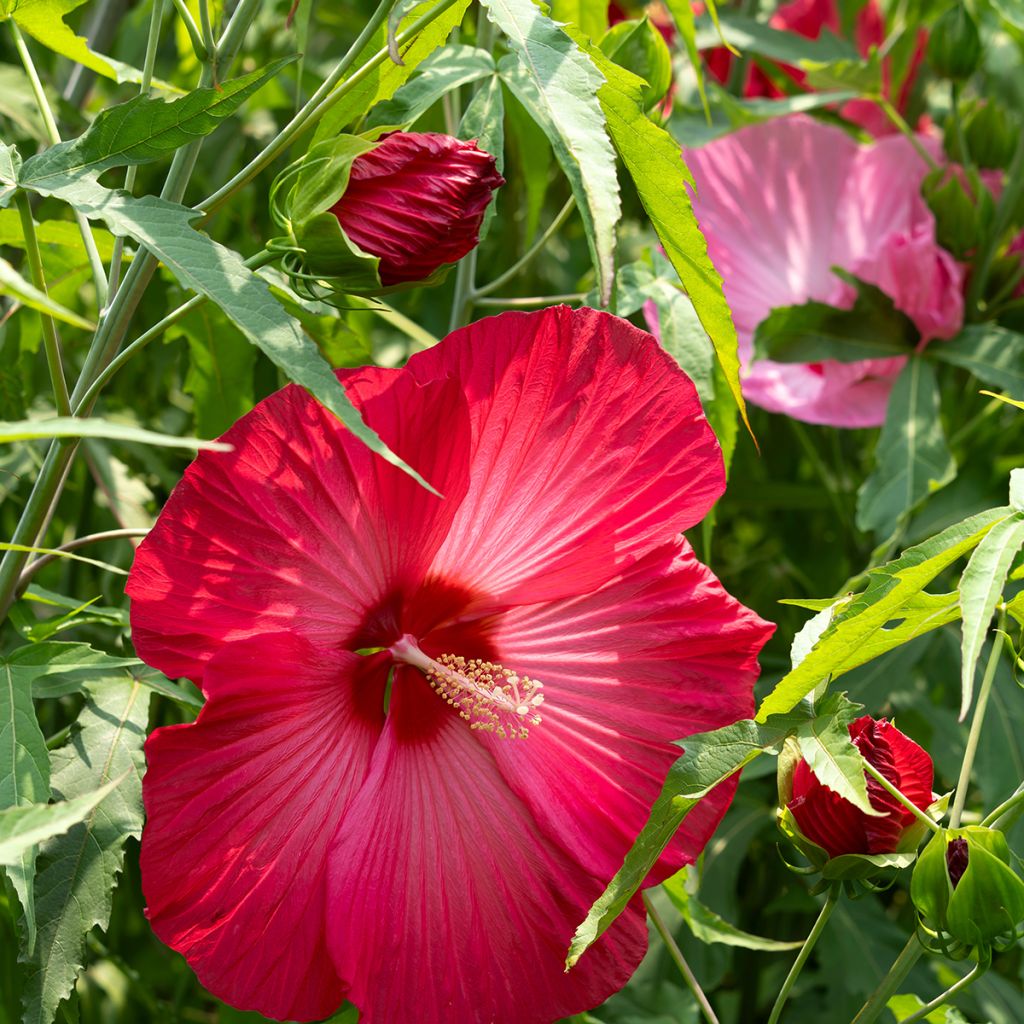 Hibisco-dos-pântanos Vermelho - Hibiscus moscheutos