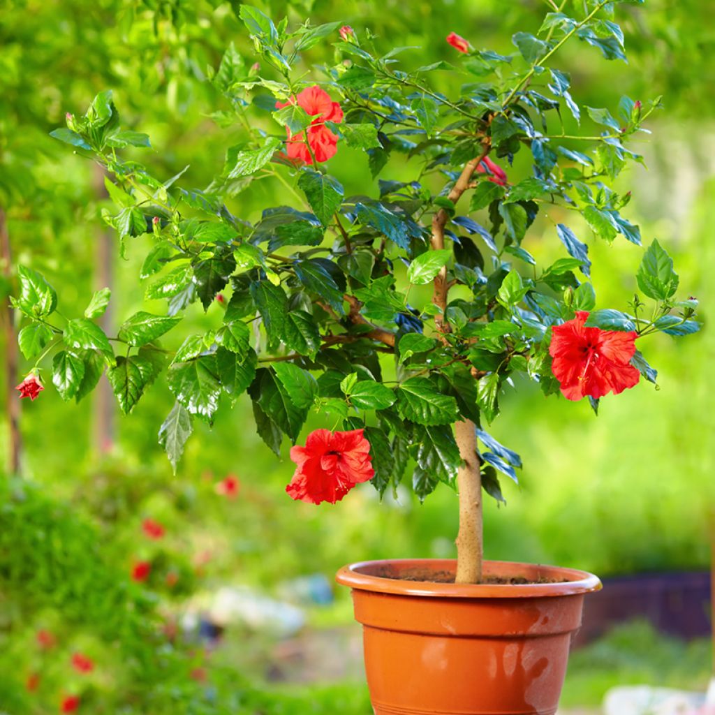 Hibiscus rosa-sinensis - Hibisco-da-china