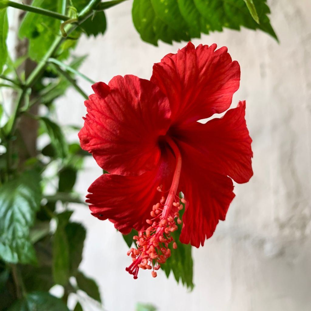 Hibiscus rosa-sinensis - Hibisco-da-china