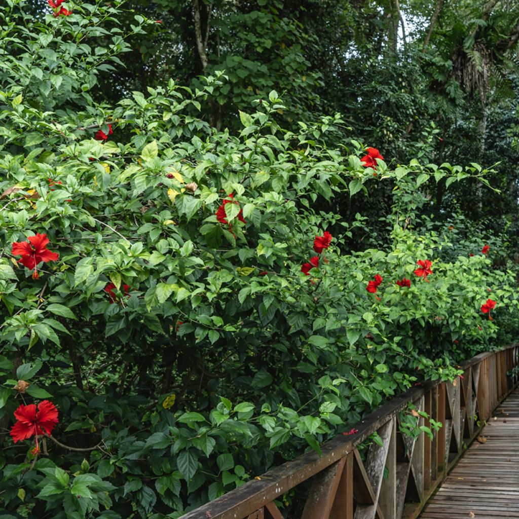Hibiscus rosa-sinensis - Hibisco-da-china
