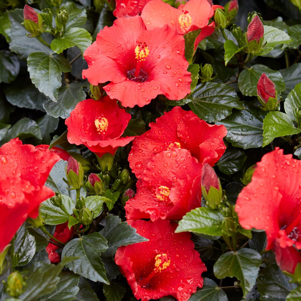 Hibiscus rosa-sinensis - Hibisco-da-china