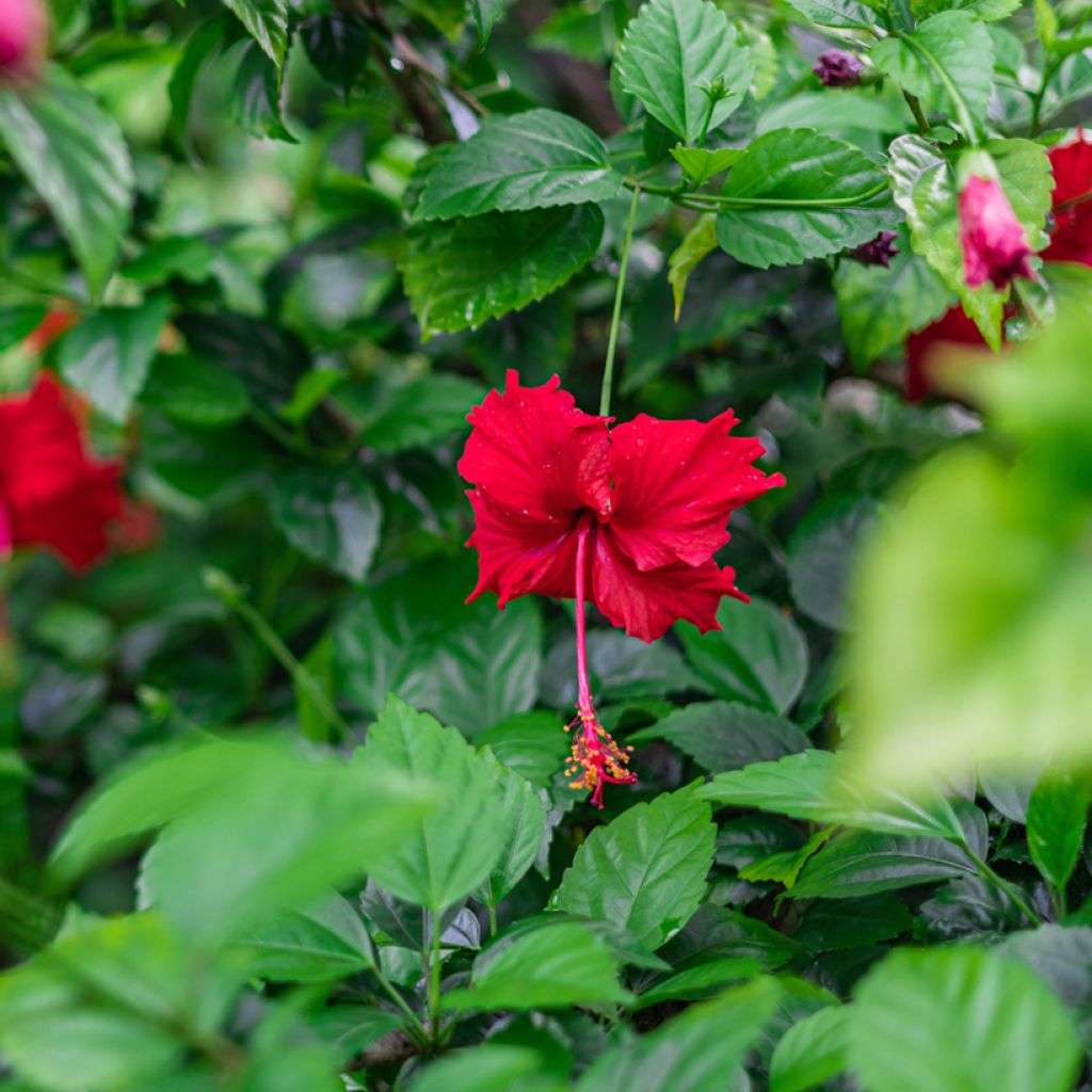 Hibiscus rosa-sinensis - Hibisco-da-china
