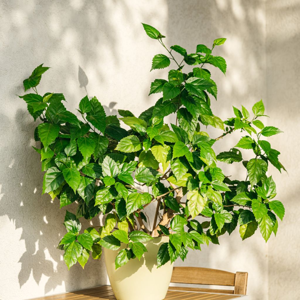 Hibiscus rosa-sinensis - Hibisco-da-china