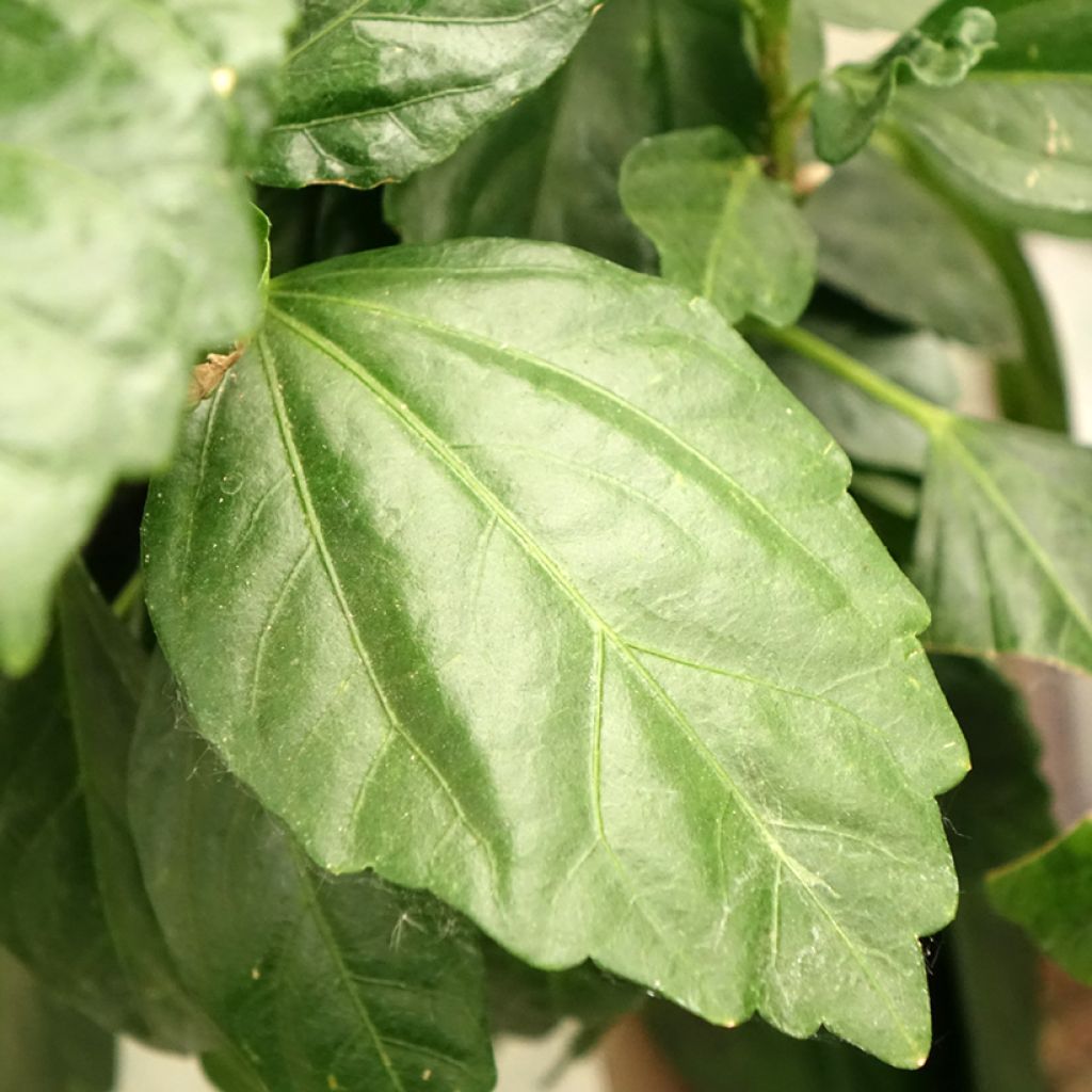 Hibiscus rosa-chinensis Sunny Cities Premiere Red - Hibisco-da-china