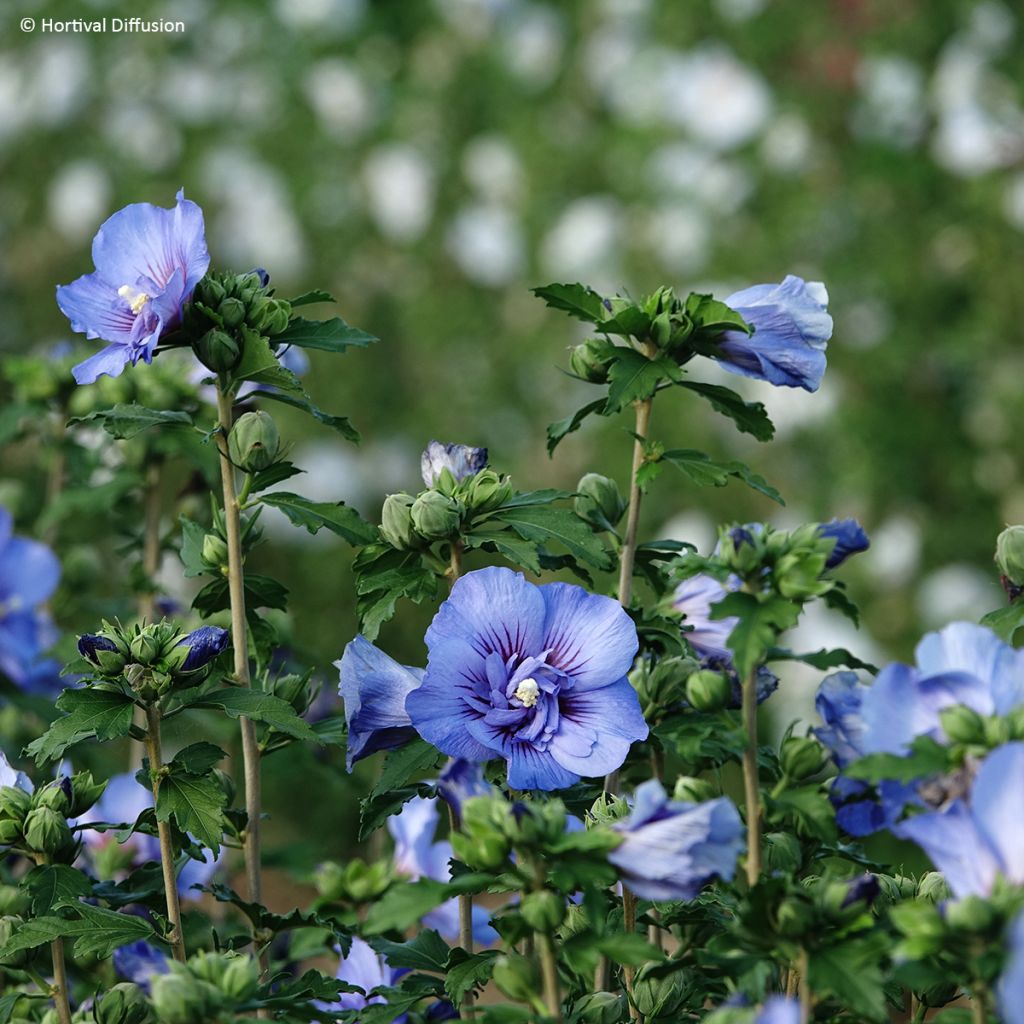 Hibisco-da-síria Beautifull Cobalt - Hibiscus syriacus