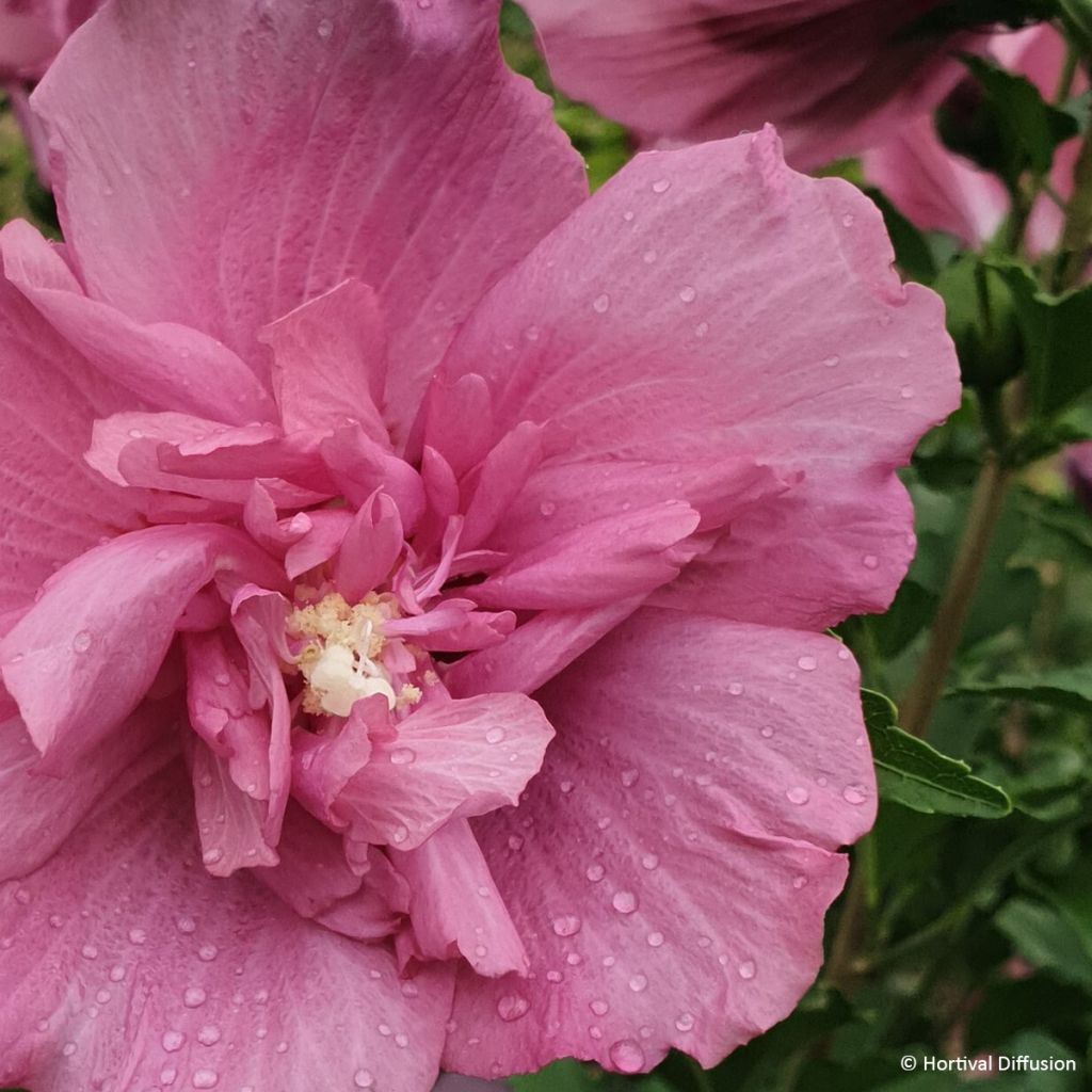 Hibisco-da-síria Beautifull Magenta - Hibiscus syriacus