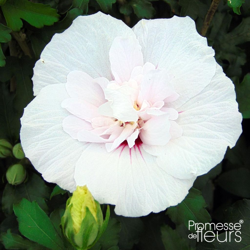 Hibisco-da-síria China Chiffon - Hibiscus syriacus