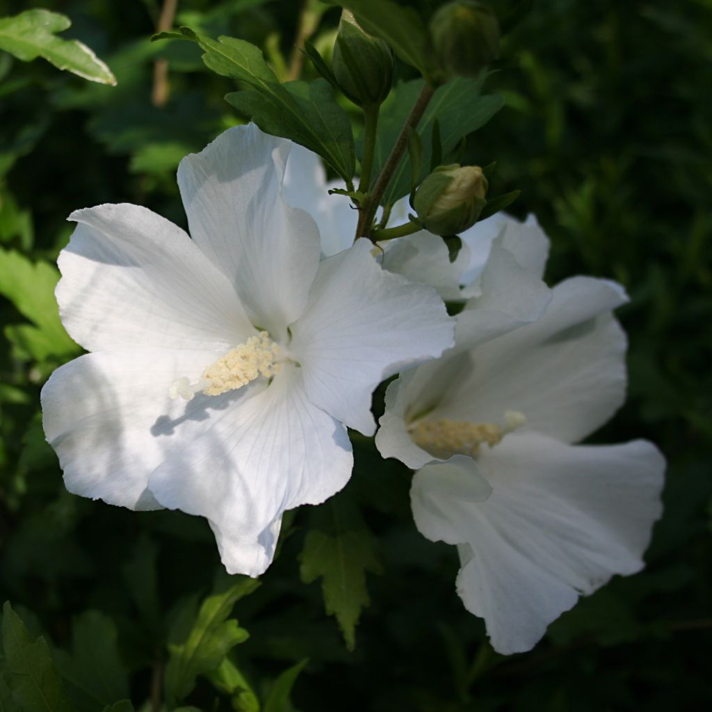 Hibisco-da-síria Eléonore - Hibiscus syriacus