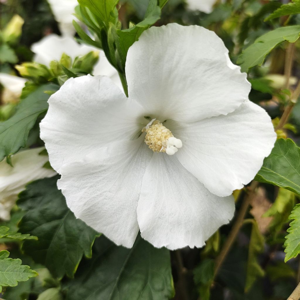 Hibisco-da-síria Eléonore - Hibiscus syriacus