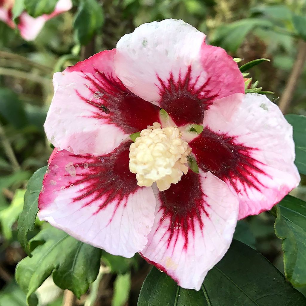 Hibisco-da-síria Hamabo - Hibiscus syriacus