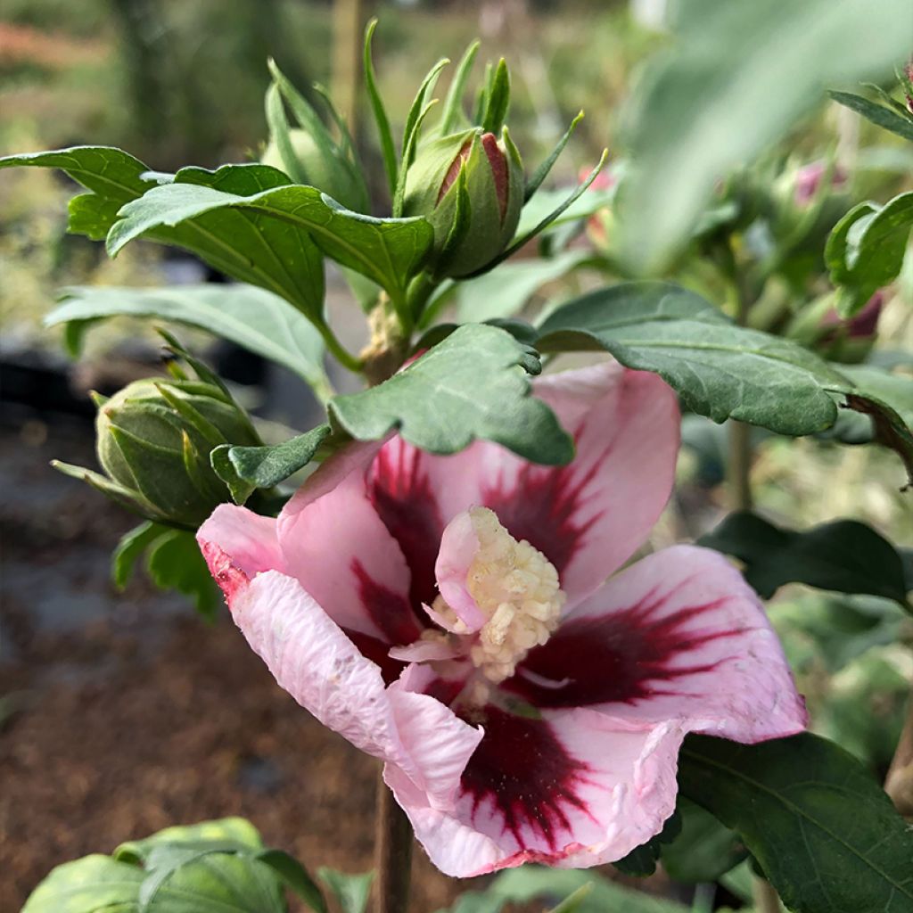 Hibisco-da-síria Hamabo - Hibiscus syriacus