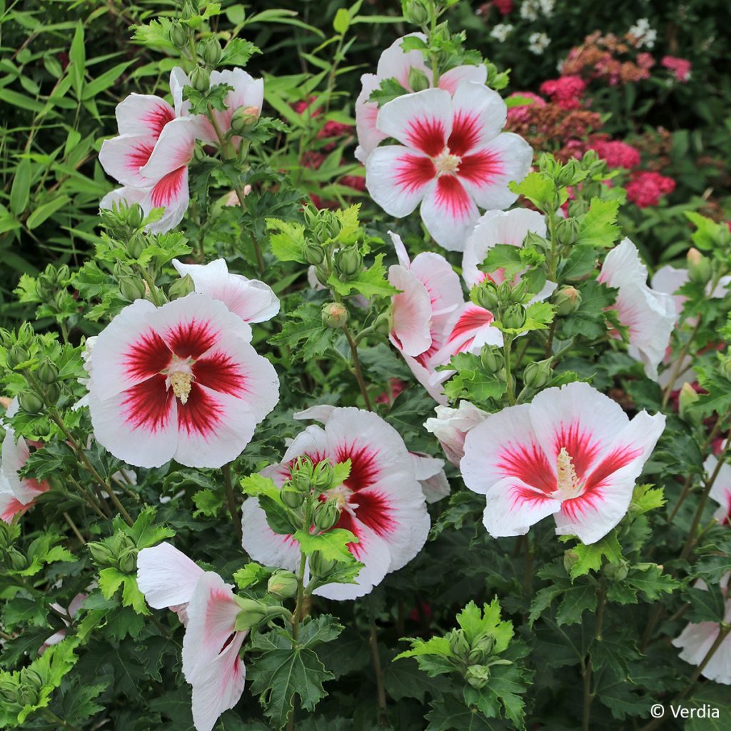 Hibisco-da-síria Branco - Hibiscus syriacus
