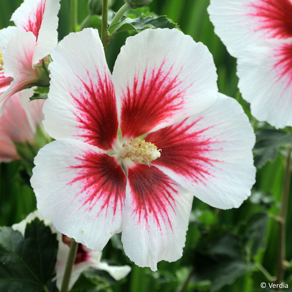 Hibisco-da-síria Branco - Hibiscus syriacus