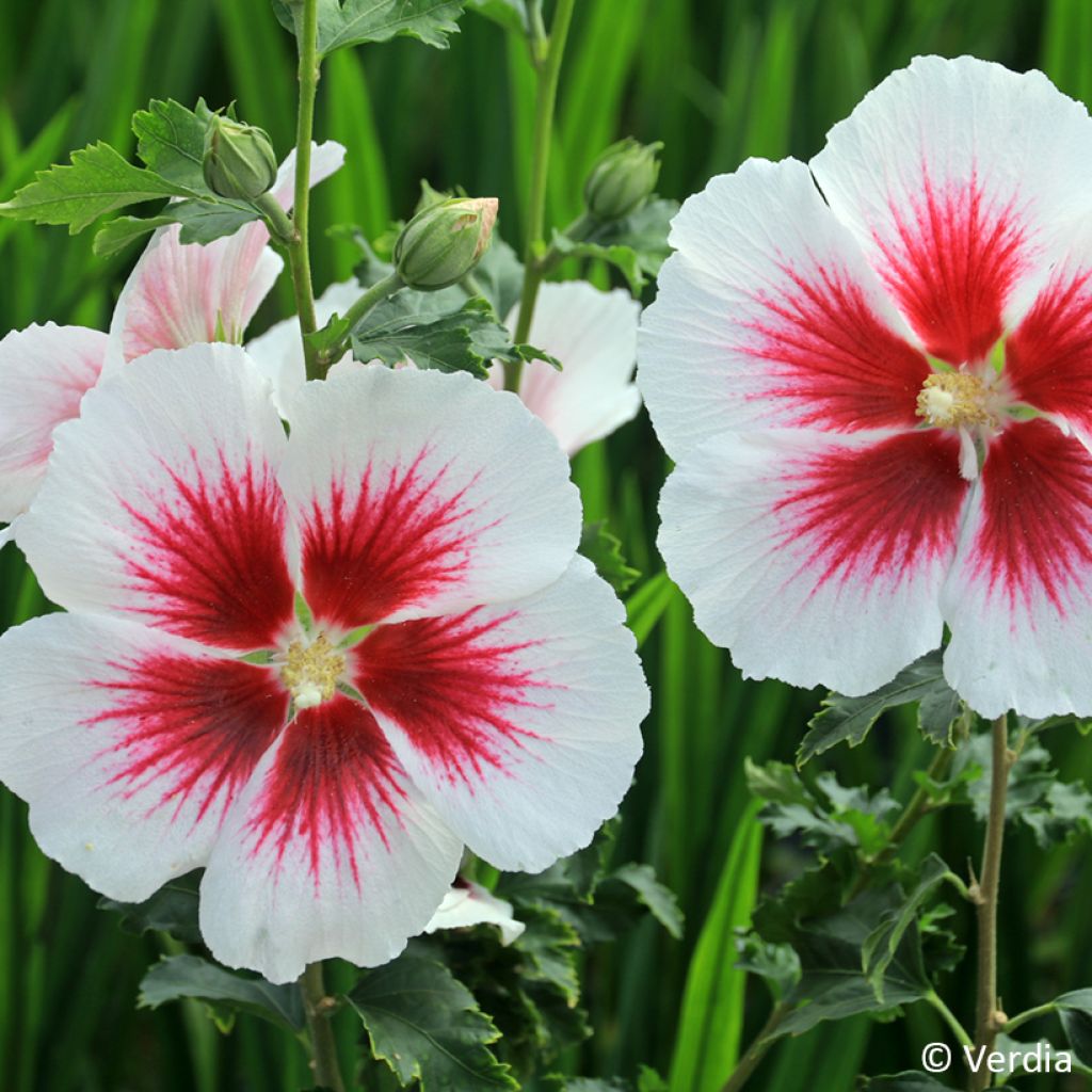 Hibisco-da-síria Branco - Hibiscus syriacus