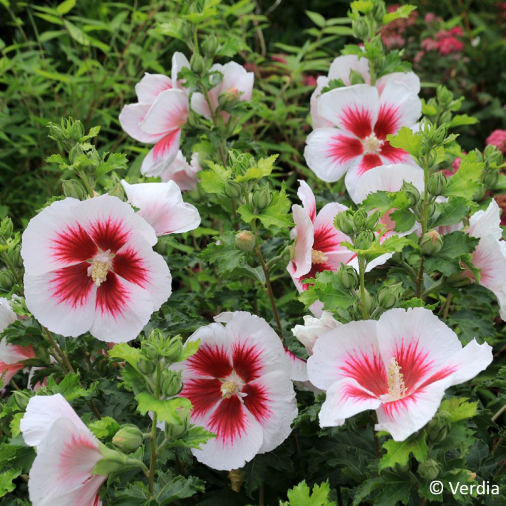 Hibisco-da-síria Branco - Hibiscus syriacus