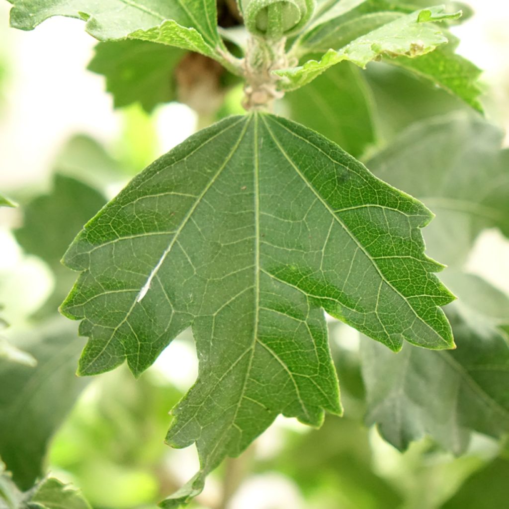 Hibisco-da-síria Branco - Hibiscus syriacus