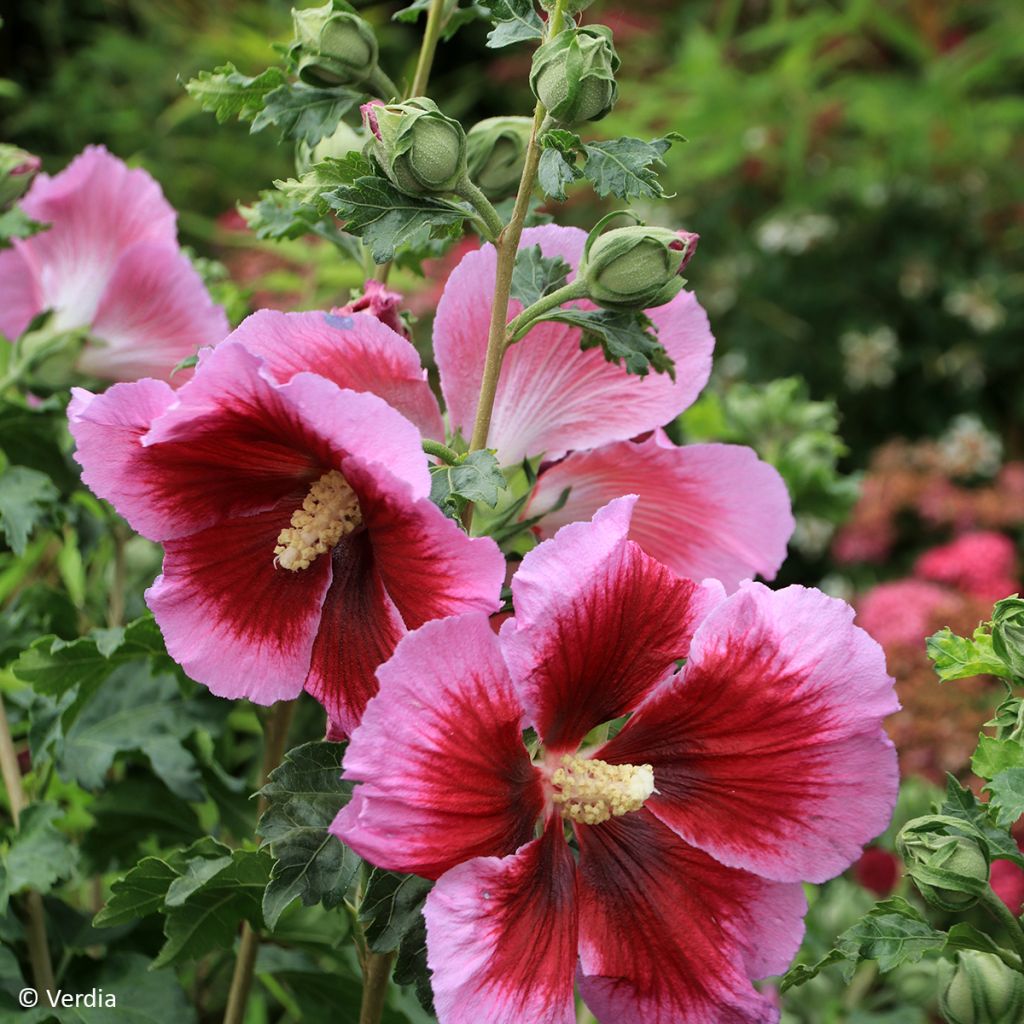Hibisco-da-síria Cocktail - Hibiscus syriacus