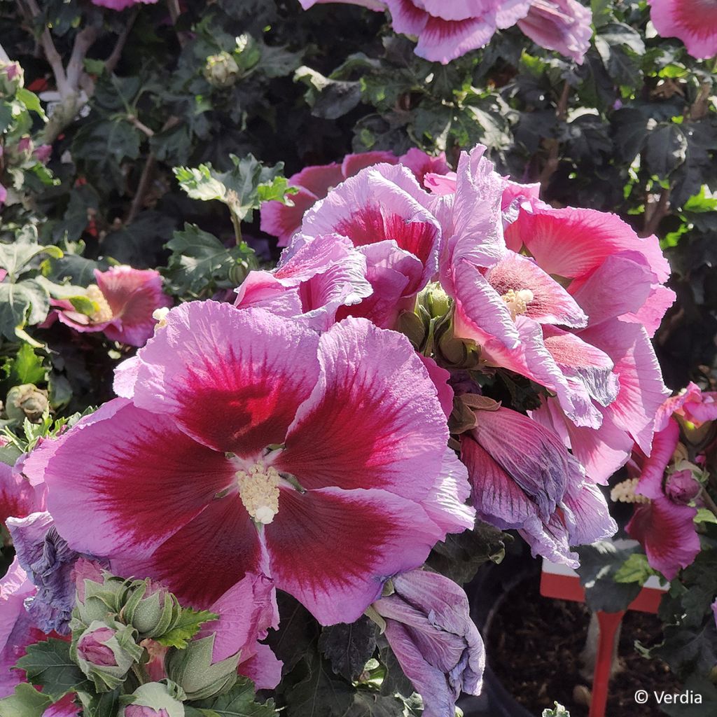 Hibisco-da-síria Cocktail - Hibiscus syriacus