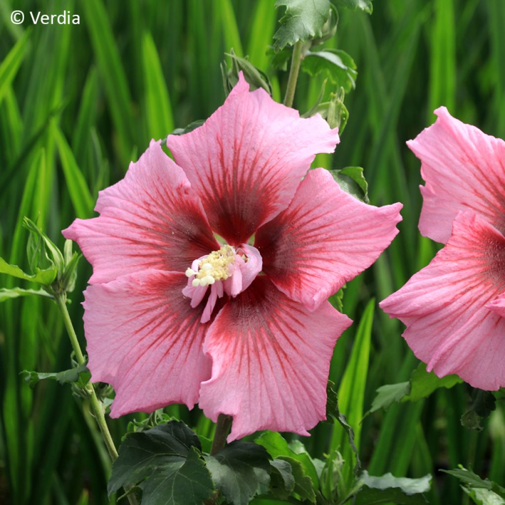 Hibisco-da-síria Hibisa Rosada - Hibiscus syriacus