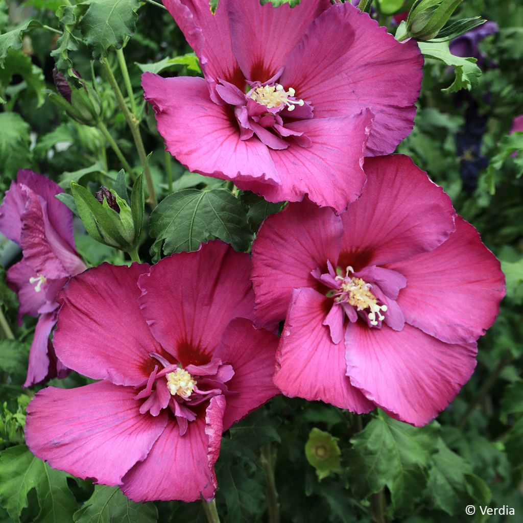Hibisco-da-síria Sangria - Hibiscus syriacus