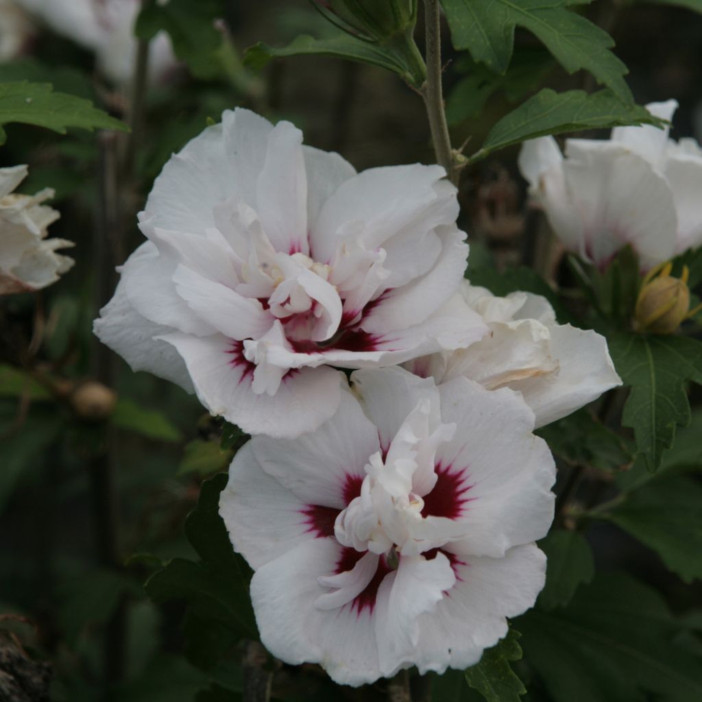 Hibisco-da-síria Lady Stanley - Hibiscus syriacus