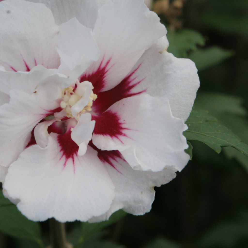 Hibisco-da-síria Lady Stanley - Hibiscus syriacus