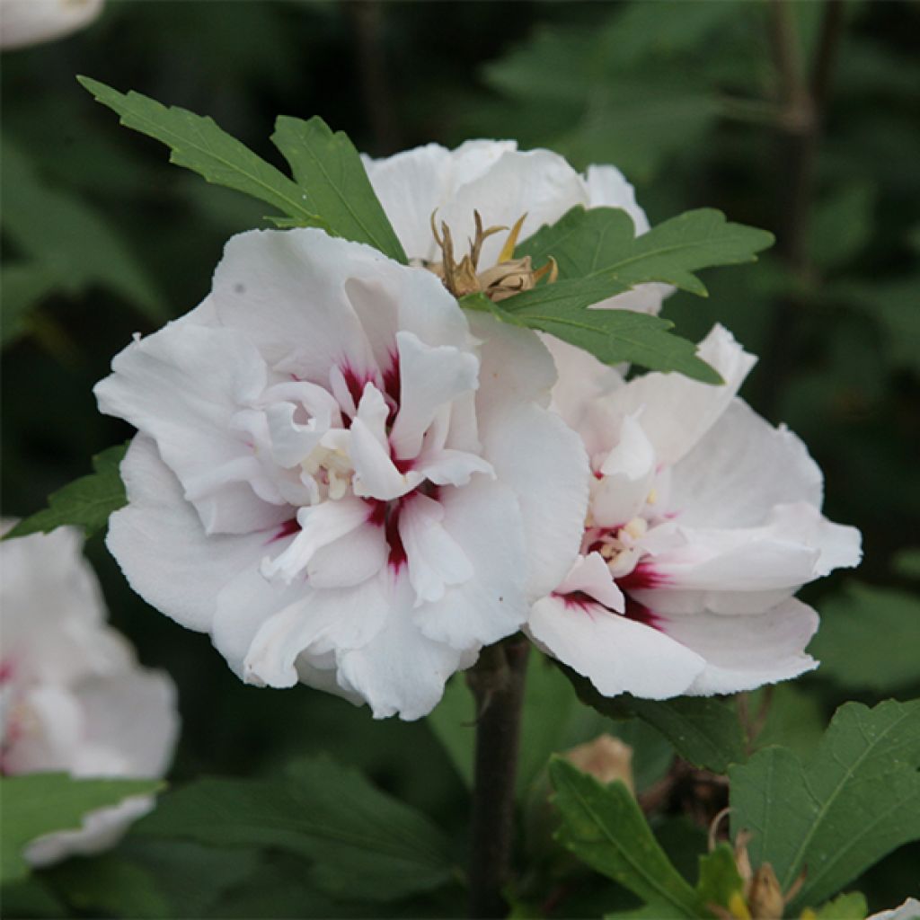Hibisco-da-síria Lady Stanley - Hibiscus syriacus