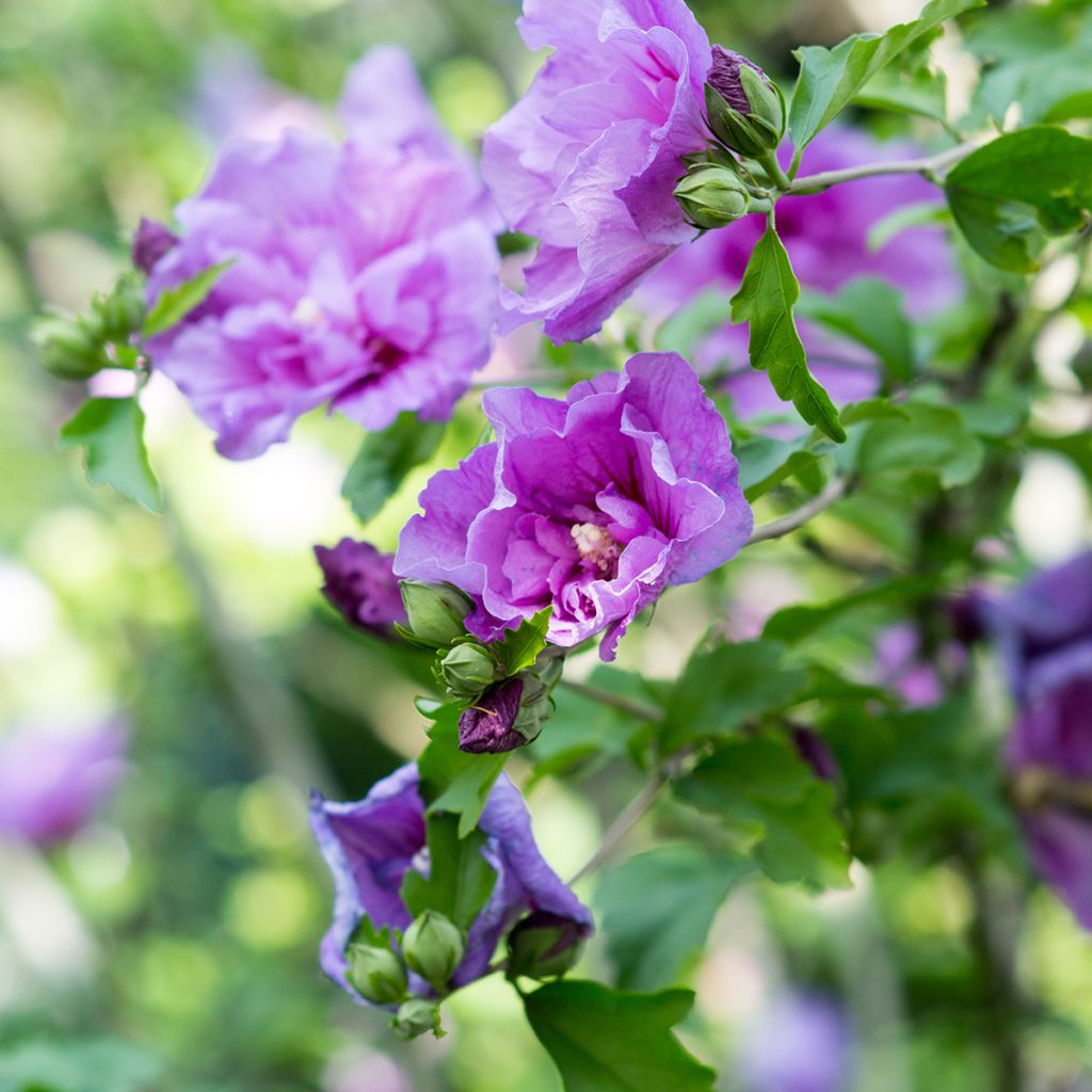 Hibisco-da-síria Lavender Chiffon - Hibiscus syriacus