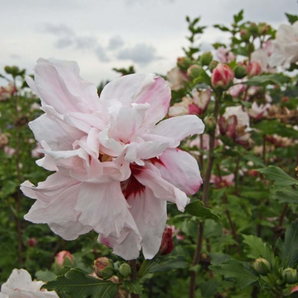 Hibisco-da-síria Leopoldii - Hibiscus syriacus