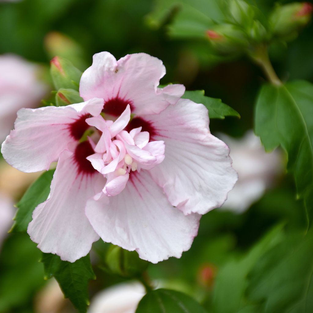 Hibisco-da-síria Leopoldii - Hibiscus syriacus