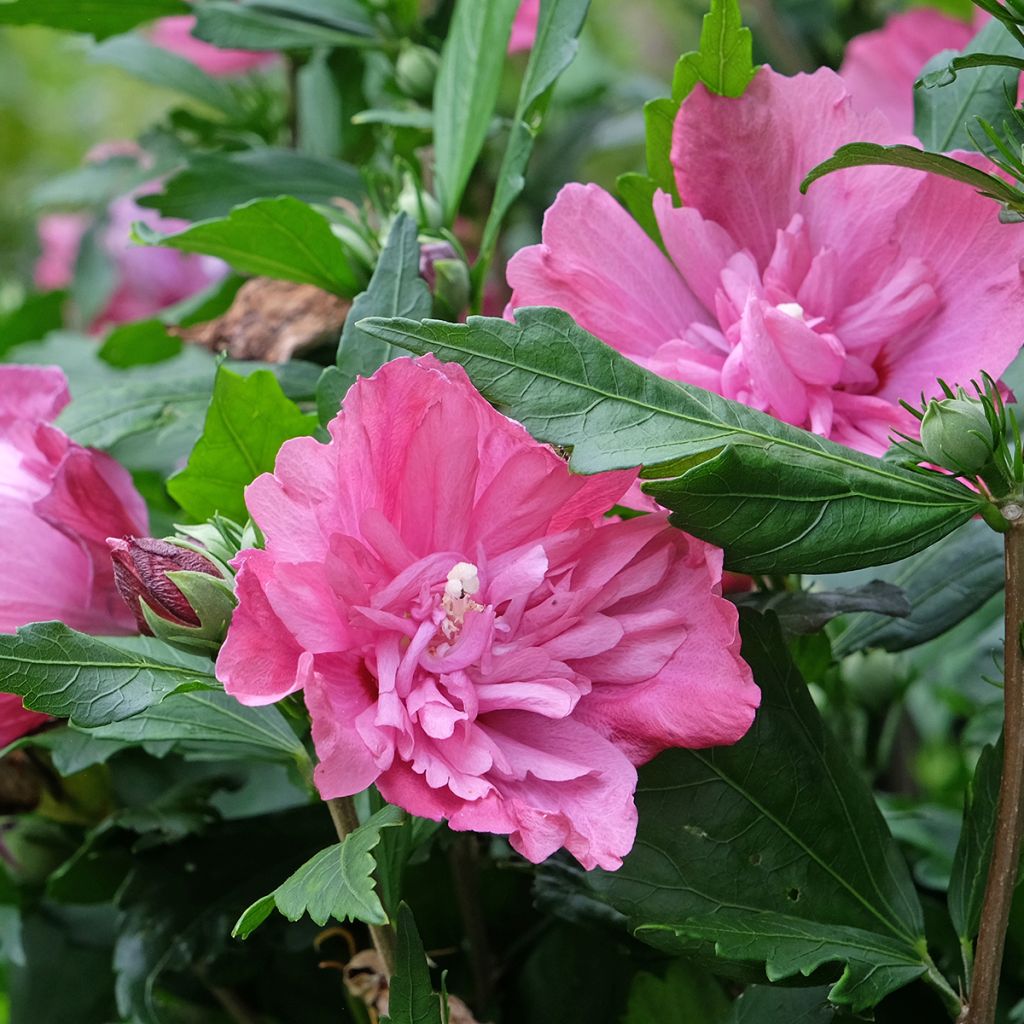 Hibisco-da-síria Magenta Chiffon - Hibiscus syriacus