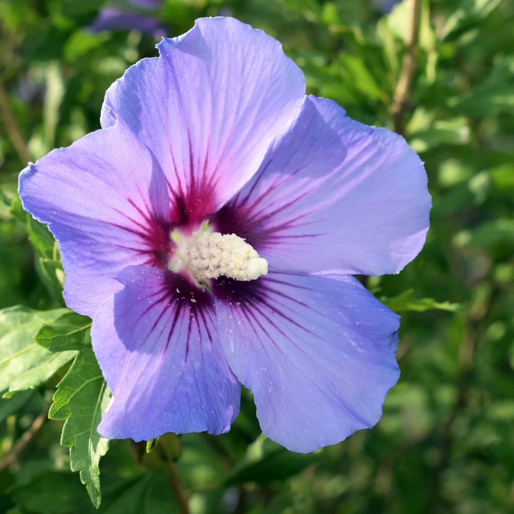 Hibisco-da-síria Oiseau Bleu (Marina) - Hibiscus syriacus